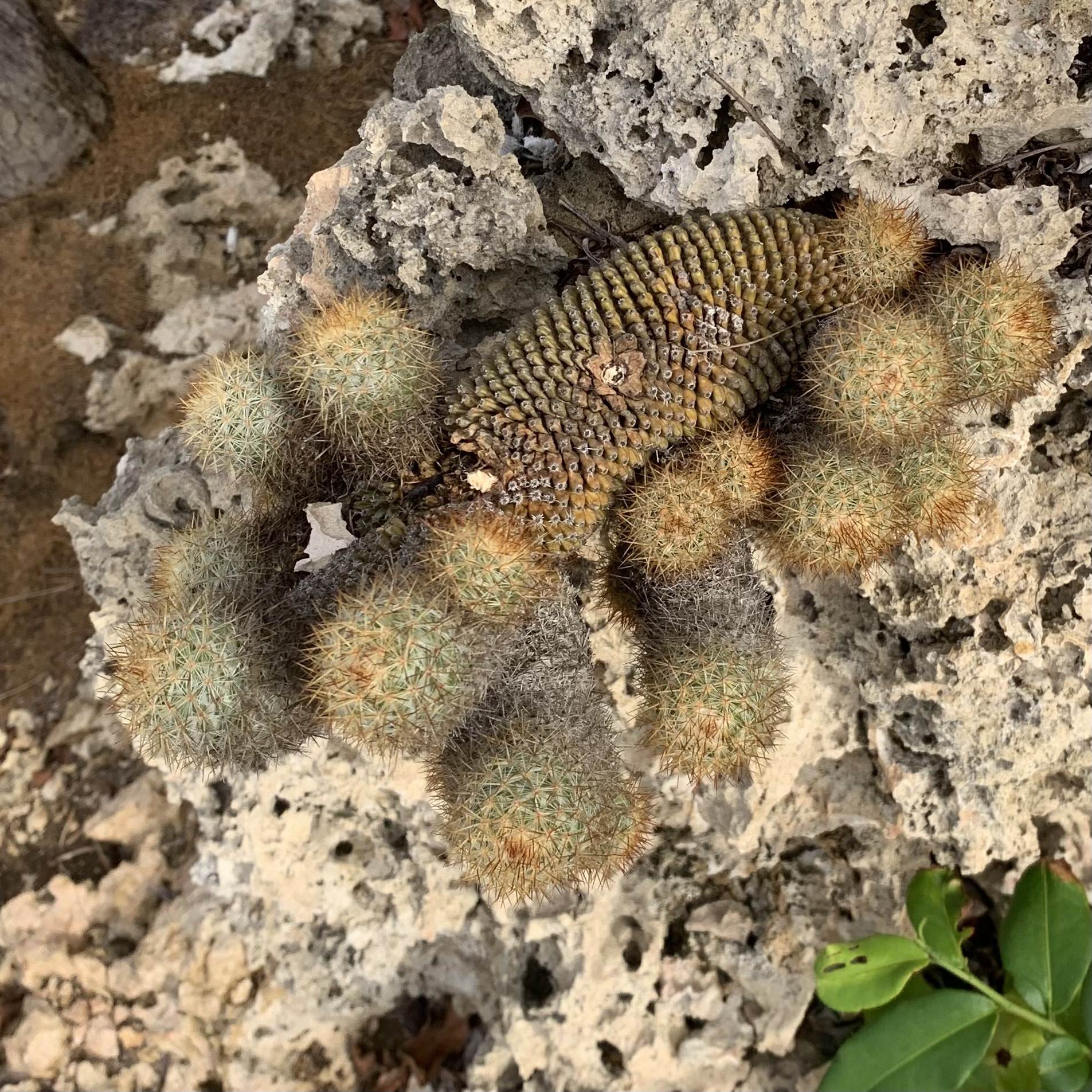 Mammillaria columbiana 